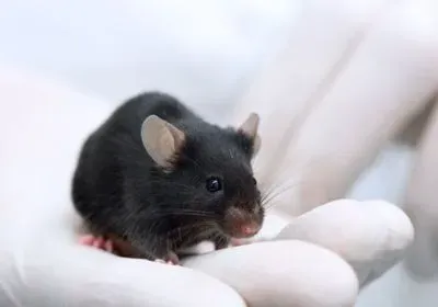 alcohol acetate cerebellum aldh2 dehydrogenase liver metabolism alcohol acetate cerebellum aldh2 dehydrogenase liver metabolism